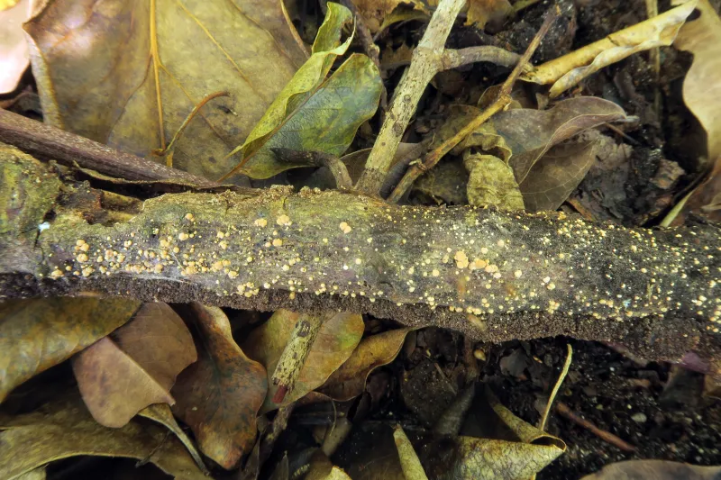 Annellodochium ramulisporum 1 - IMG_3528